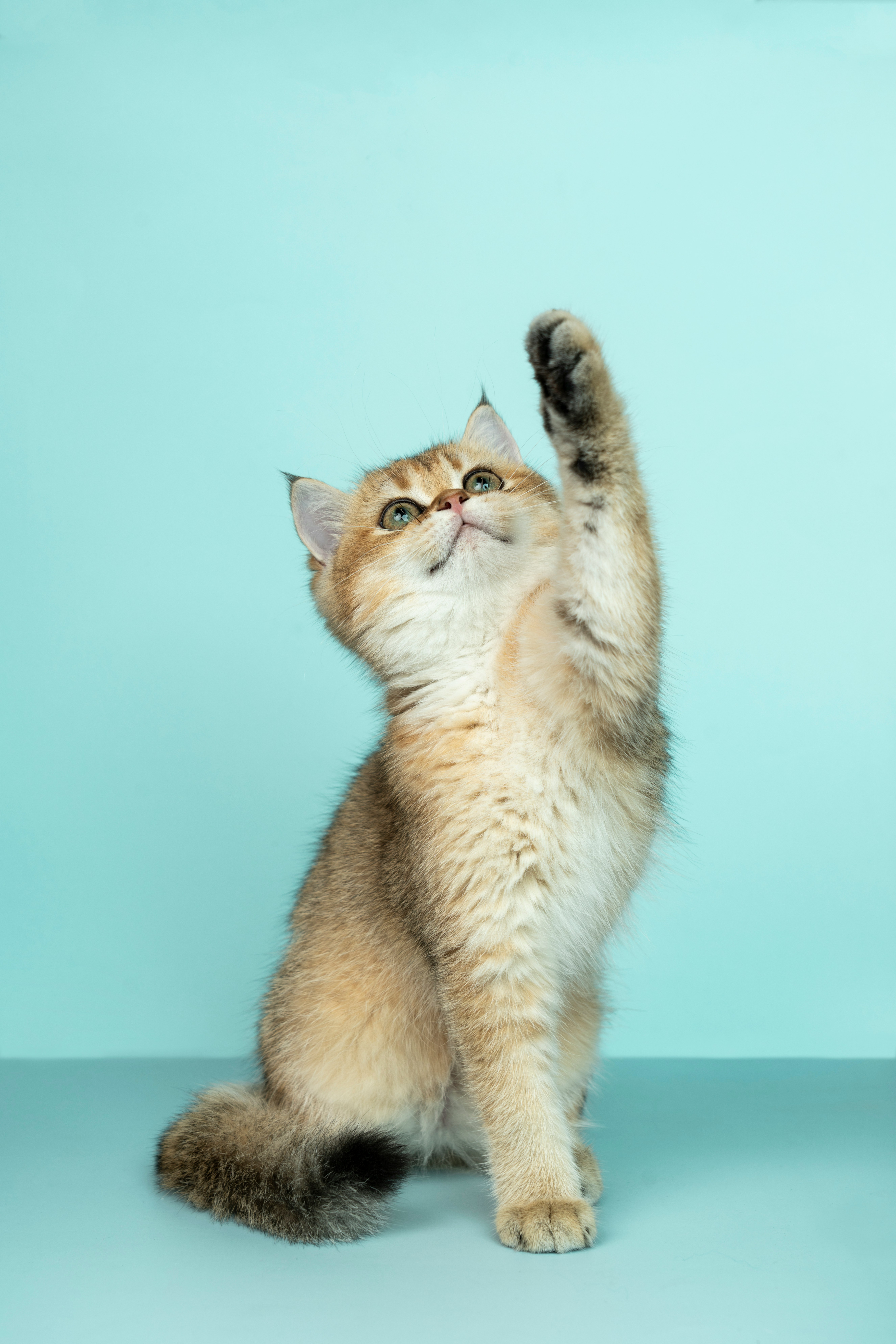 How to Stop a Picky Cat from Refusing Food: Complete Guide for Cat Owners