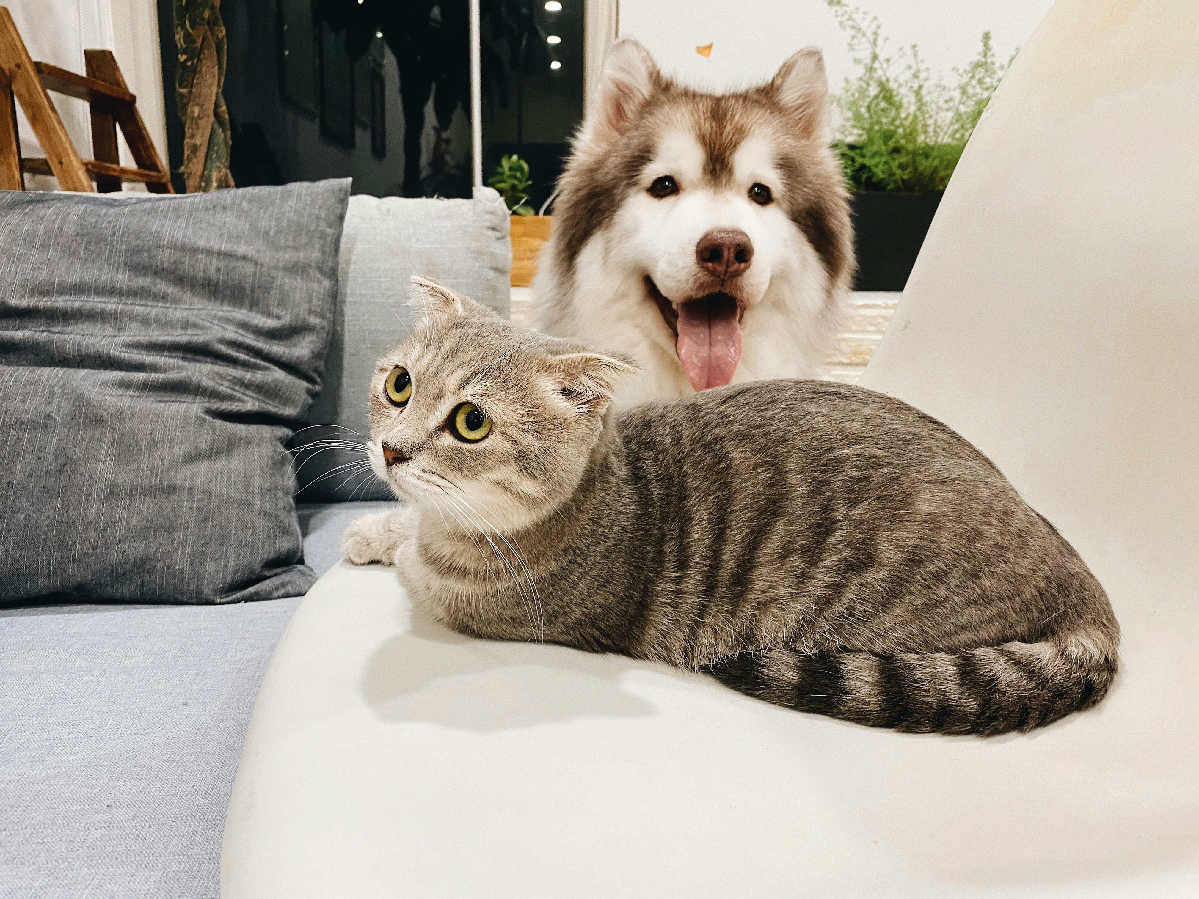 Beginner's Guide to Pet Care