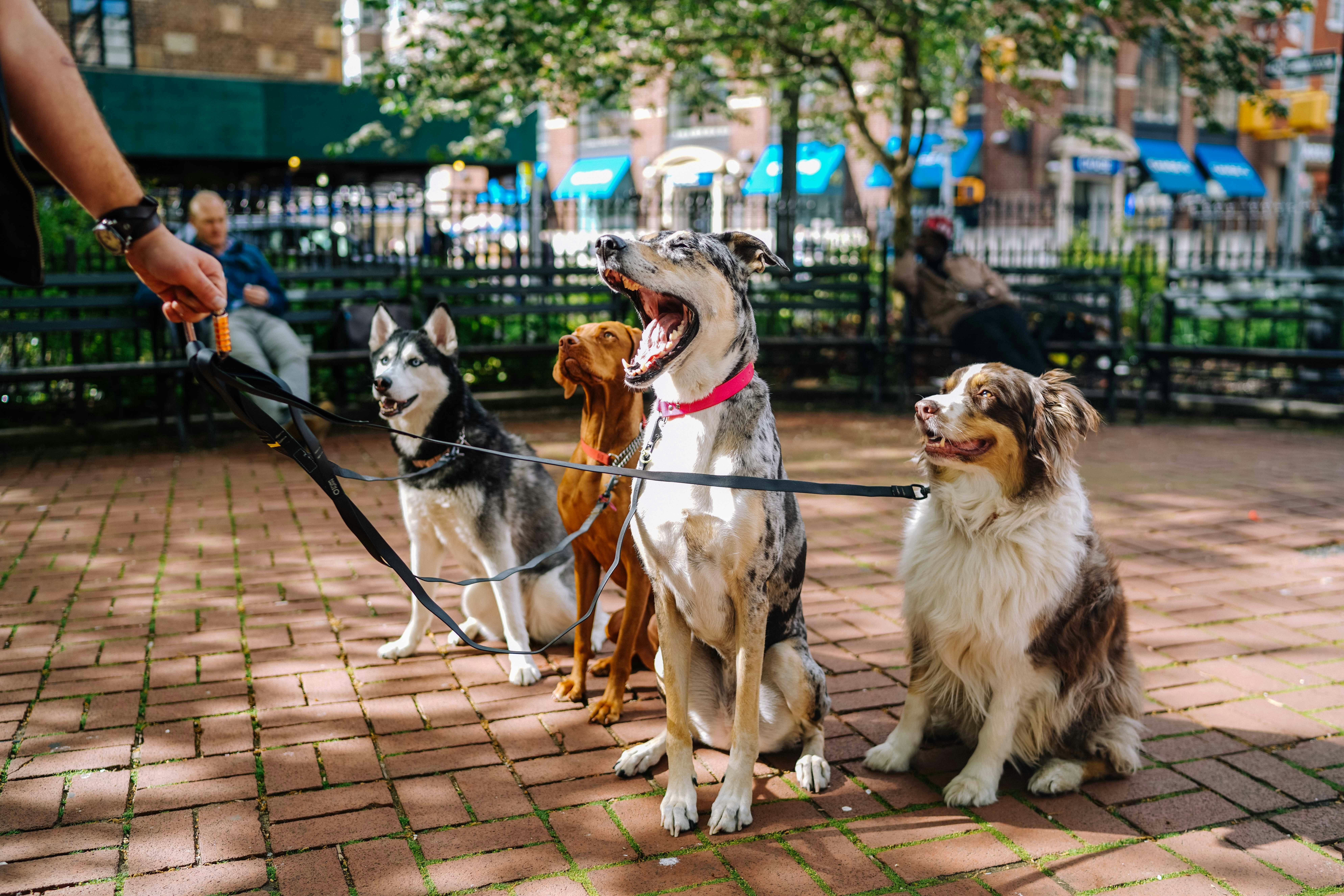 Pet Trends 2025: Health, Technology, and Emotional Bonds