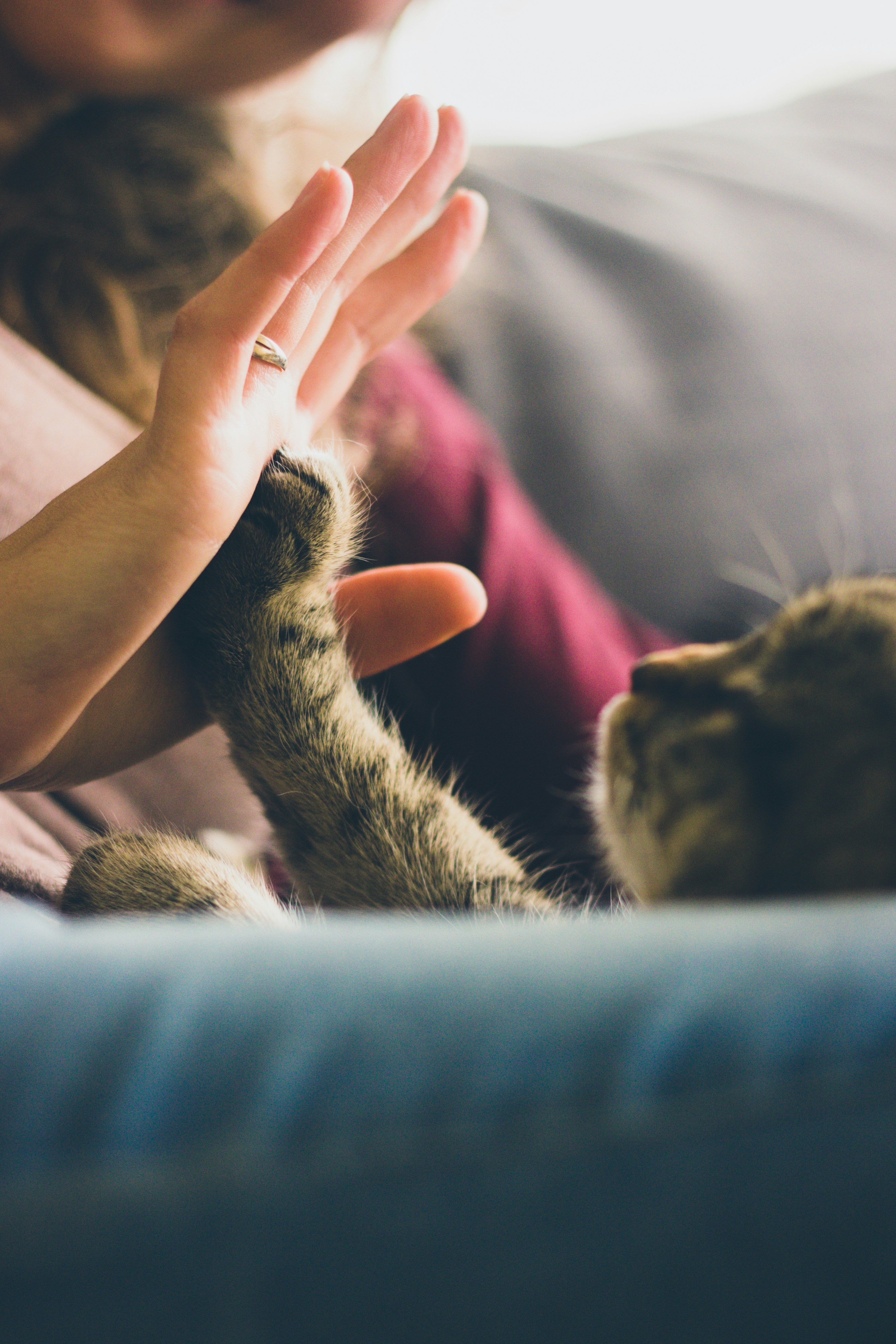 Modern Pet Technology: Smart Feeders, Pet Trackers, and Future Trends